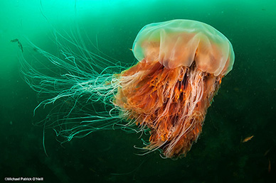 MPO-jellyfish-sm