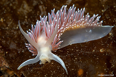 MPO-nudibranch-sm
