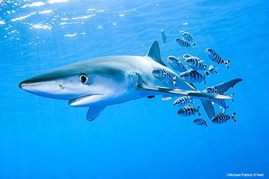 MPO-shark-sm