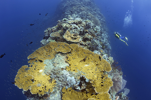 wakatobi-blade-v2
