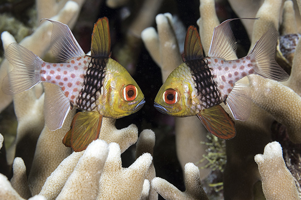 wakatobi-pajama-cardinalfish-v2