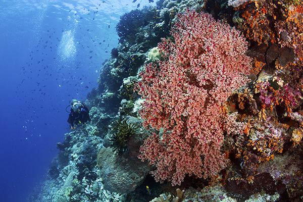 wakatobi-wall-turkey-beach-v2