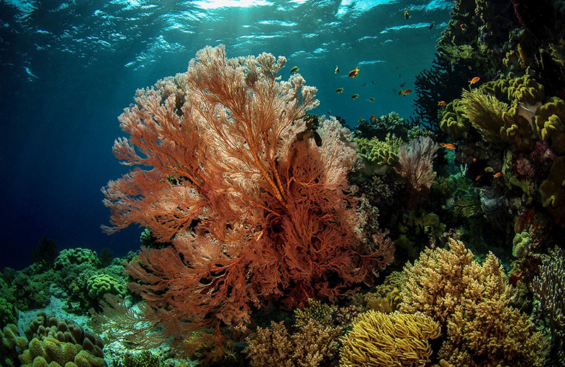 Wakatobi 2011
