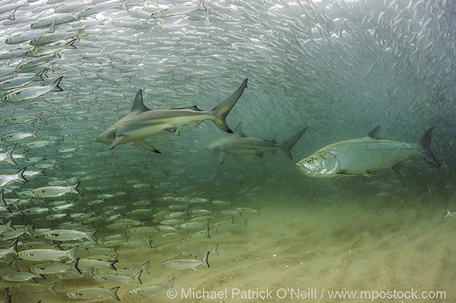 Blackt tip Sharks, Carcharhinus limbatus, and Tarpon, Megalops atlanticus, hunt Silver Mullet, Mugil curema, during the fall mullet migration along Floridaís east coast.