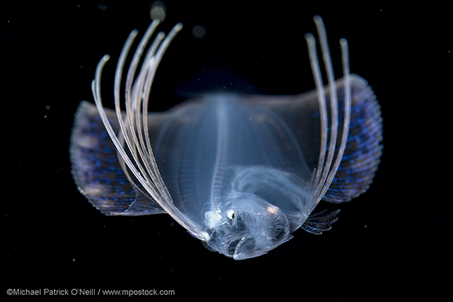 A larval flounder, possibly a Spotfin, Cyclopsetta fimbriata, swims at night in the Gulf Stream several miles offshore Singer Island, Florida.