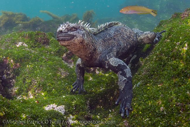 Endemic to the Galapagos Islands, the Marine Iguana, Amblyrhynchus cristatus, is unique among lizards as it's the only species to forage in the ocean, with males diving every day to feed on algae growing on rocks in the cold water. Females and the young feed in the intertidal zone.