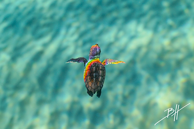 AE3R5299LoggerheadSeaTurtleLakeWorth2016c