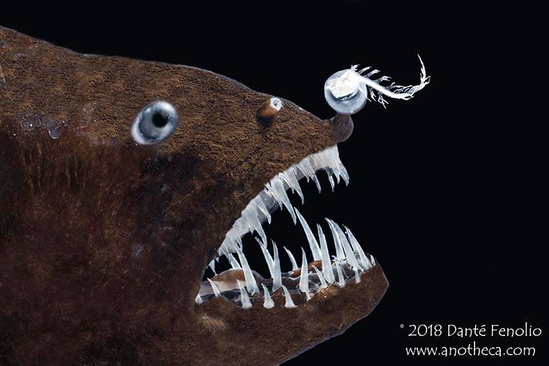 Anglerfish_n