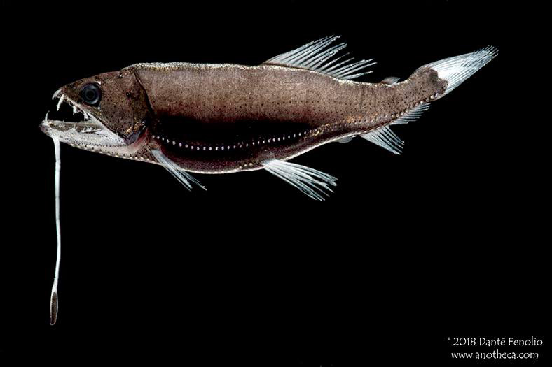 Dante Fenolio dragonfish_n