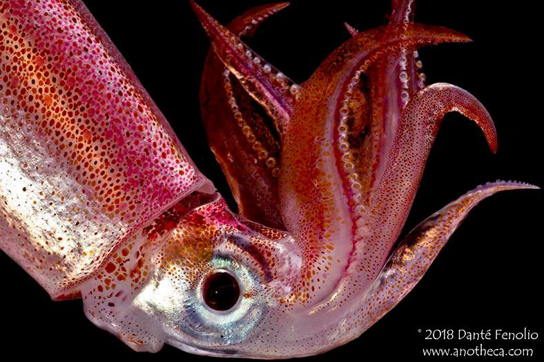 Dante fenolio squid