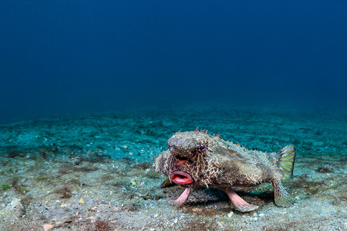 Batfish