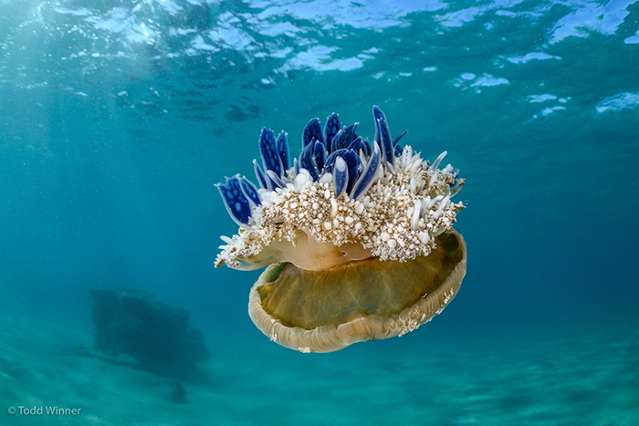 Upside Down Jelly