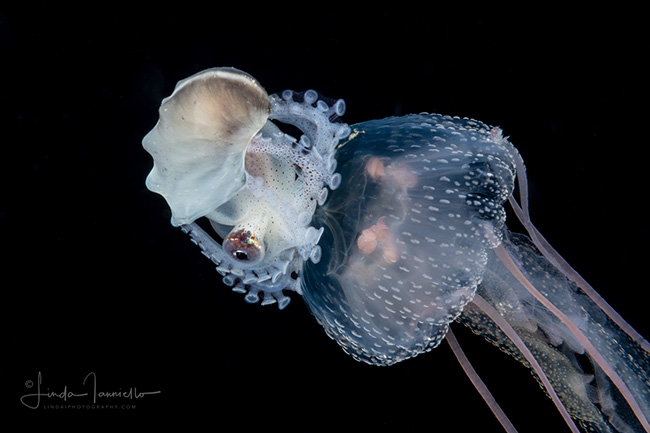 Delphine Thibault love the details on the paper nautilus and the Pelagia noctiluca