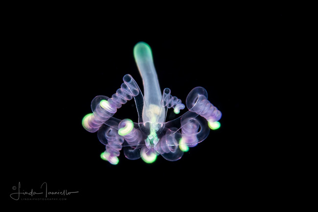 André C. Morandini It's a tube anemone larva, Ceriantharia.     érgio N. Stampar Linda Ianniello this kind of curly tips is only a behaviour of the larva.