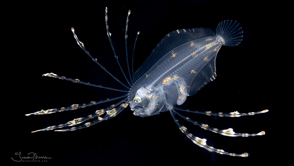 SM-BW-flounder