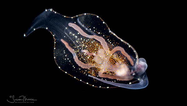 SM-BW-nudibranch