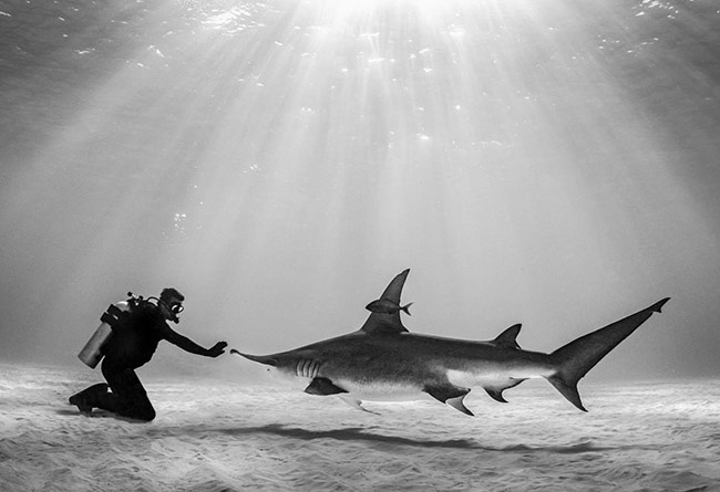 007Bimini-650kpx