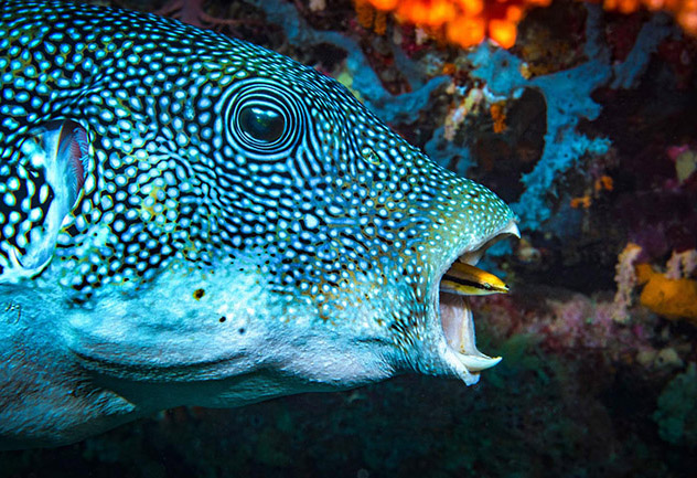 014Wakatobi-650px