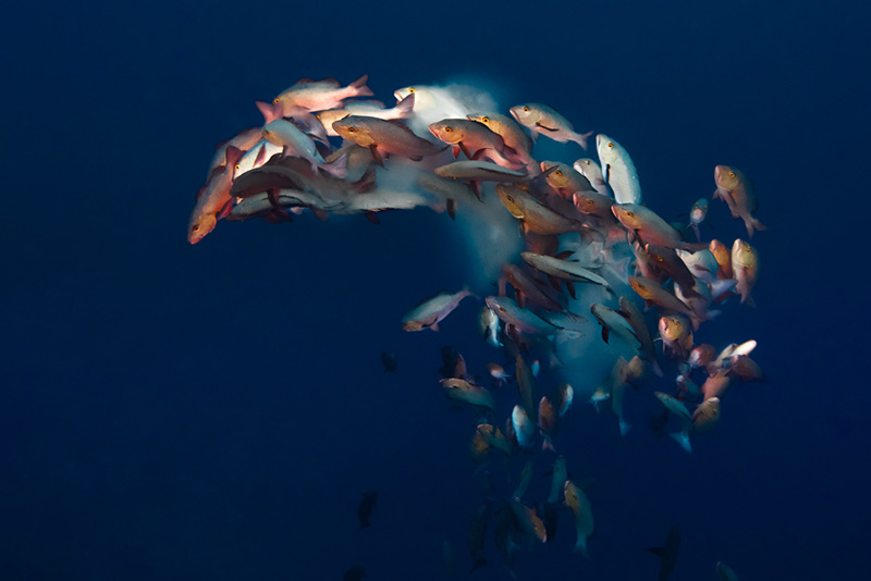 Palau 2019-04 Simon Lorenz-5309-800px