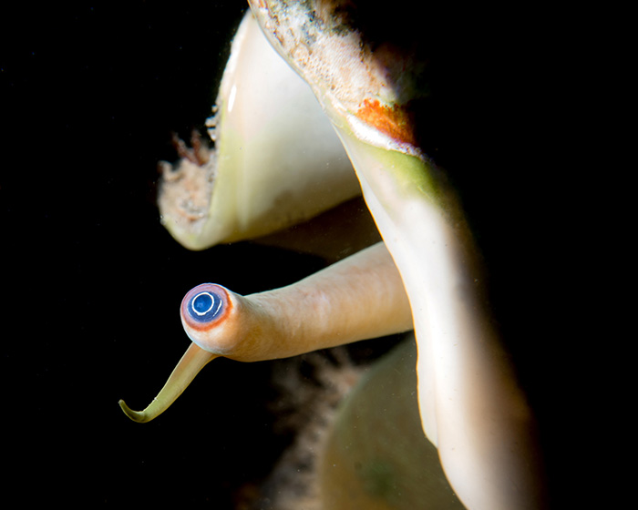 Heidemann talk_ conch 700px
