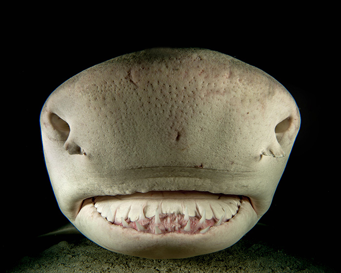 Heidemann talk_lemon shark portrate 700px