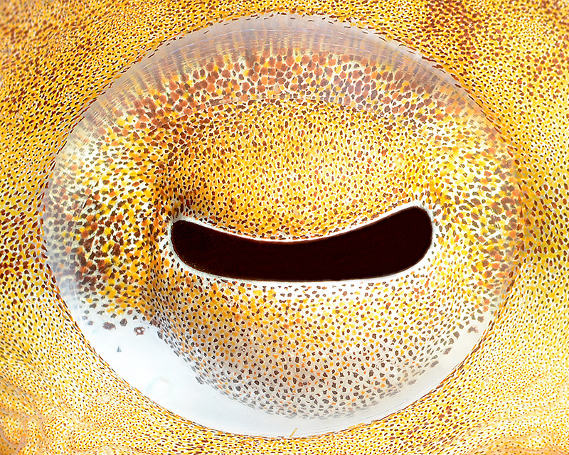 Heidemann talk_pupil of octopus 800px