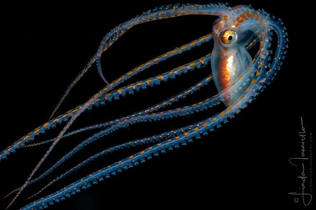 Longarm Octopus - Macrotritopus sp.