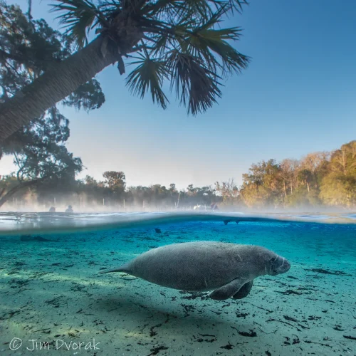 Gentle Giant Beneath the Palms_JulyChall-JimDvorak-Square