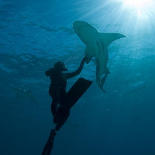 Diver Felix Leander & Lemon Shark, Negaprion brevirostris