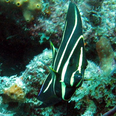 PDC1-small